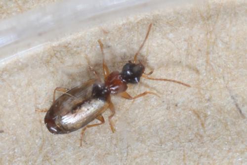 Philorhizus melanocephalus